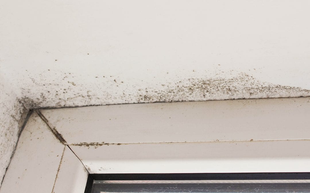 Preventing Mold Growth in the Home