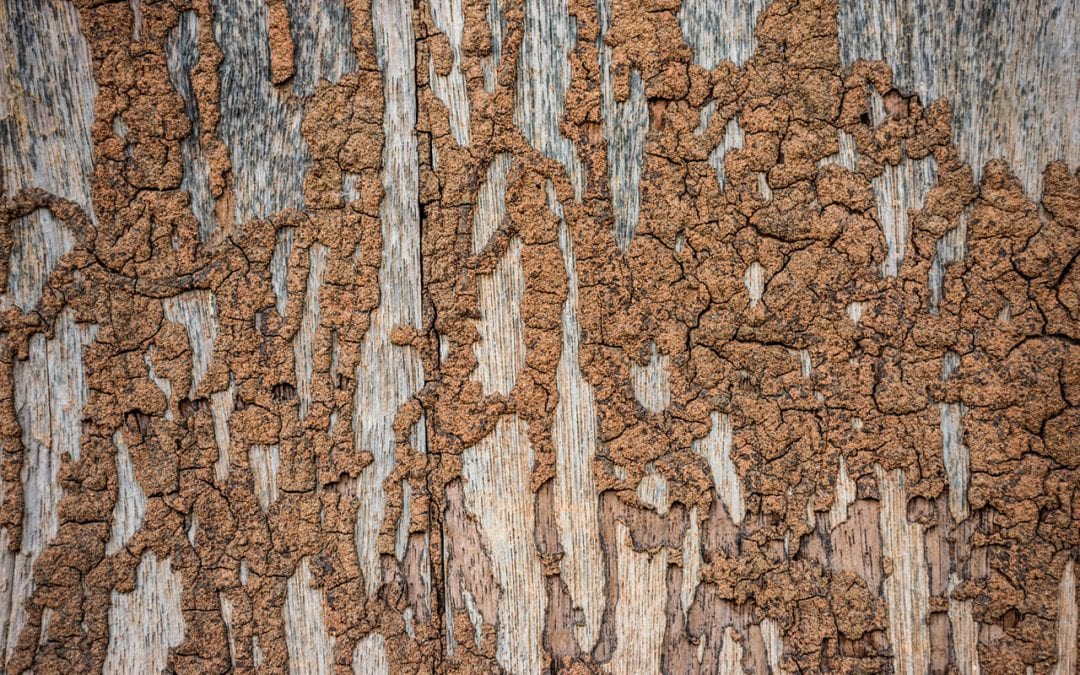 4 Signs of Termites